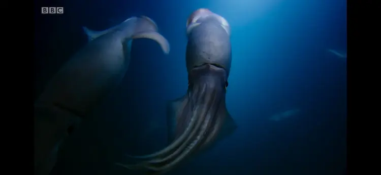 Humboldt squid (Dosidicus gigas) as shown in Blue Planet II - The Deep